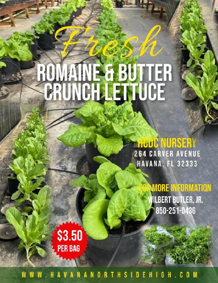 Fresh romaine lettuce and butter crunch